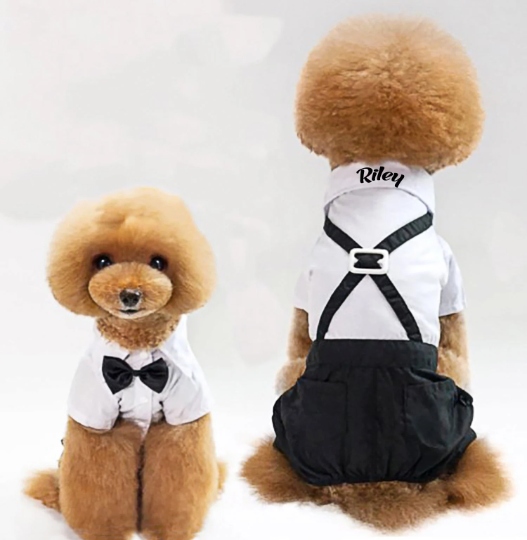 Dogs Outfits