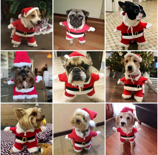 Xmas Dog Costume with Custom Name