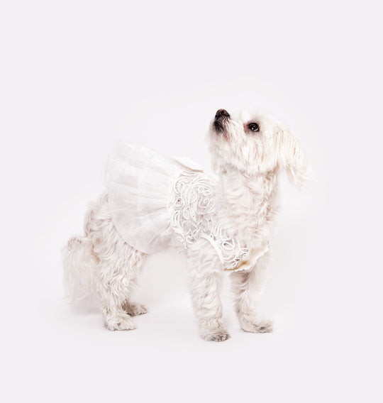 Dog Custom White Wedding Dress with Lace