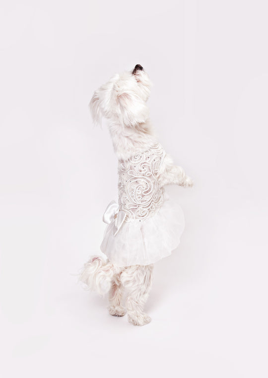 Dog Custom White Wedding Dress with Lace