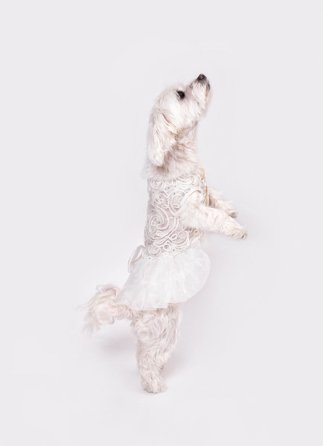 dog wedding dress lace QBLEEV Dog Wedding Dress for Bride Formal White Pearl Wedding Skirt and Veil for Small and Medium Dogs and Cats-M