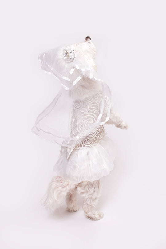 Dog Custom White Wedding Dress with Lace