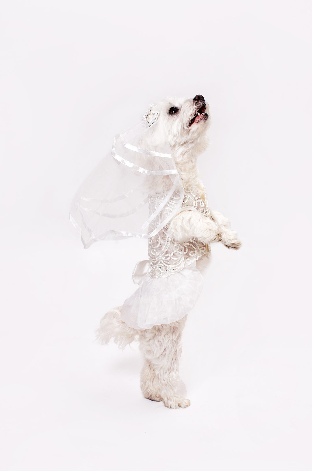 Dog Custom White Wedding Dress with Lace