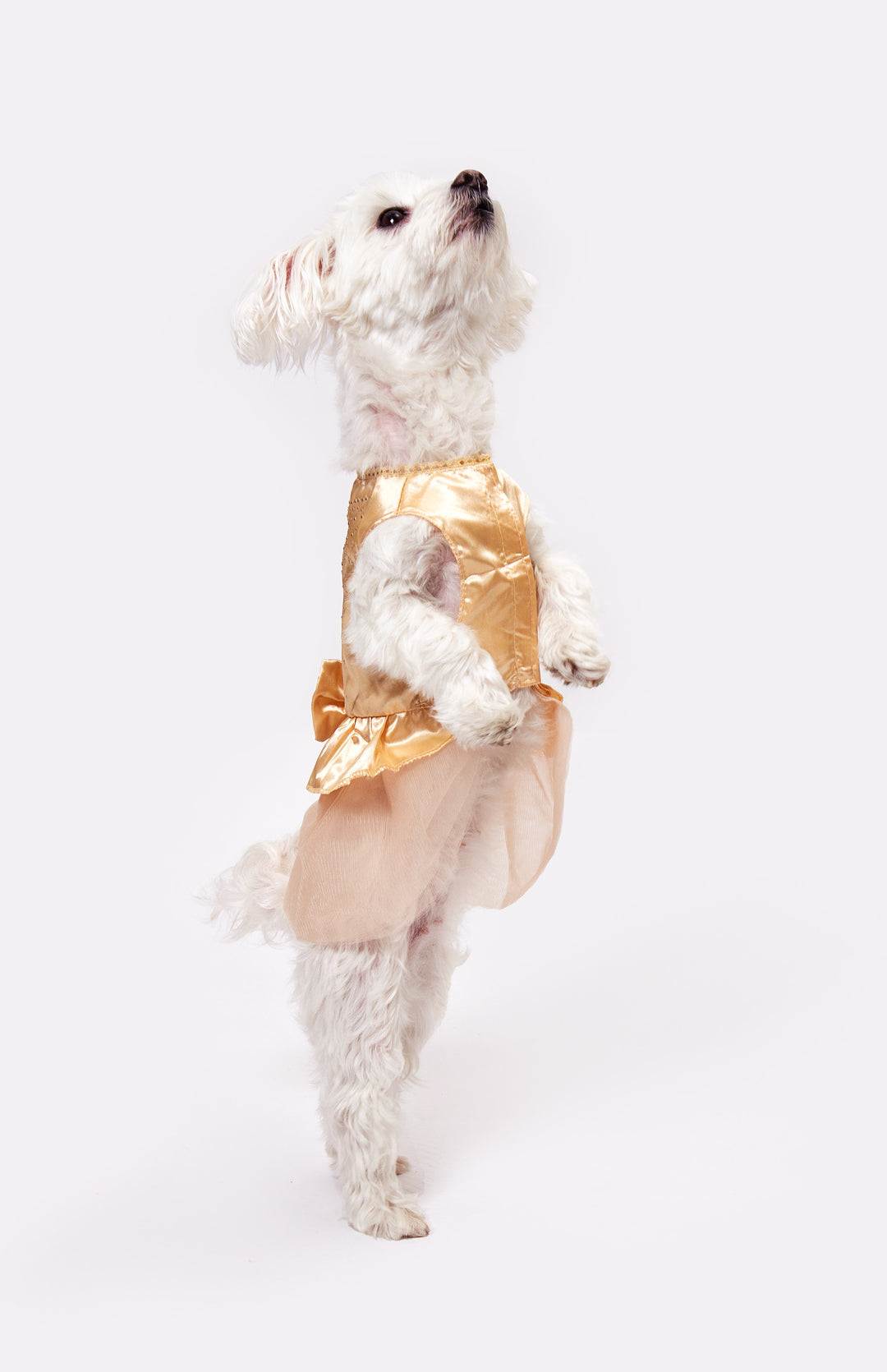 Wedding dog satin dress | Dog Flower girl Dress | Blush wedding | Pink Champagne wedding dog dress | dog clothes XS-XL | dog satin dress Sunny Boutique Miami Wedding dog satin dress | Dog Flower girl Dress | Blush wedding | Pink Champagne wedding dog dress | dog clothes XS-XL | dog satin dress Sunny Boutique Miami