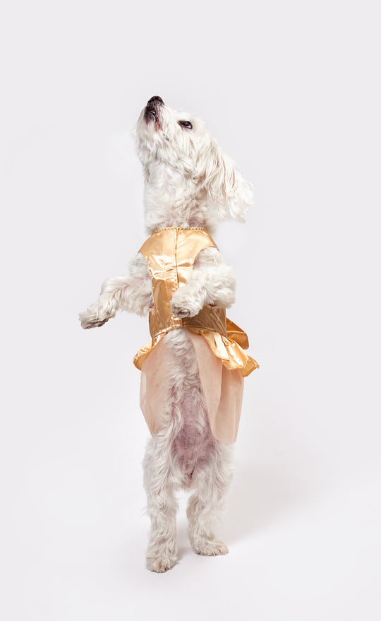 Customized Wedding Satin Dress for Dogs