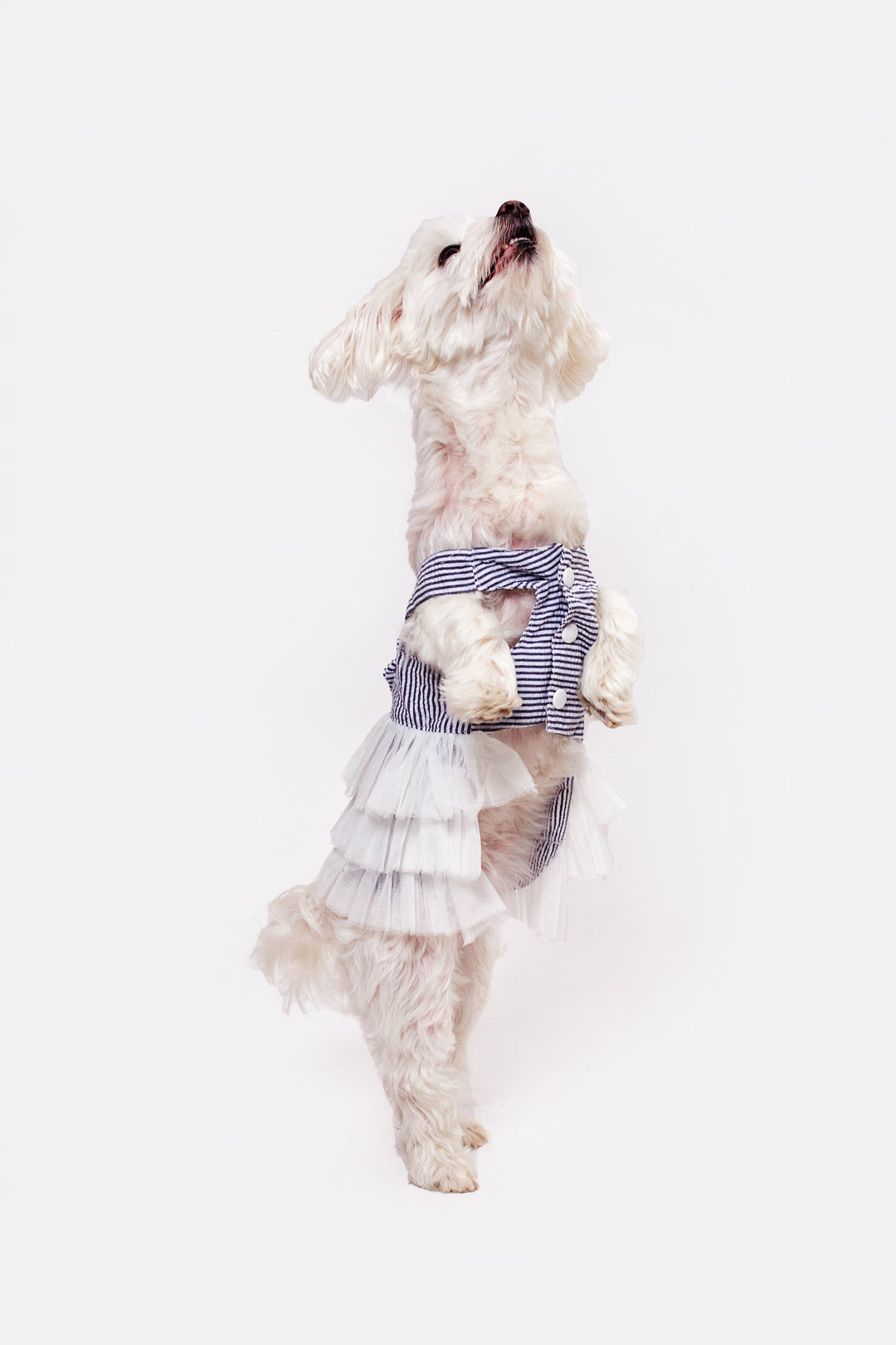 Dog Custom Summer Tutu Dress