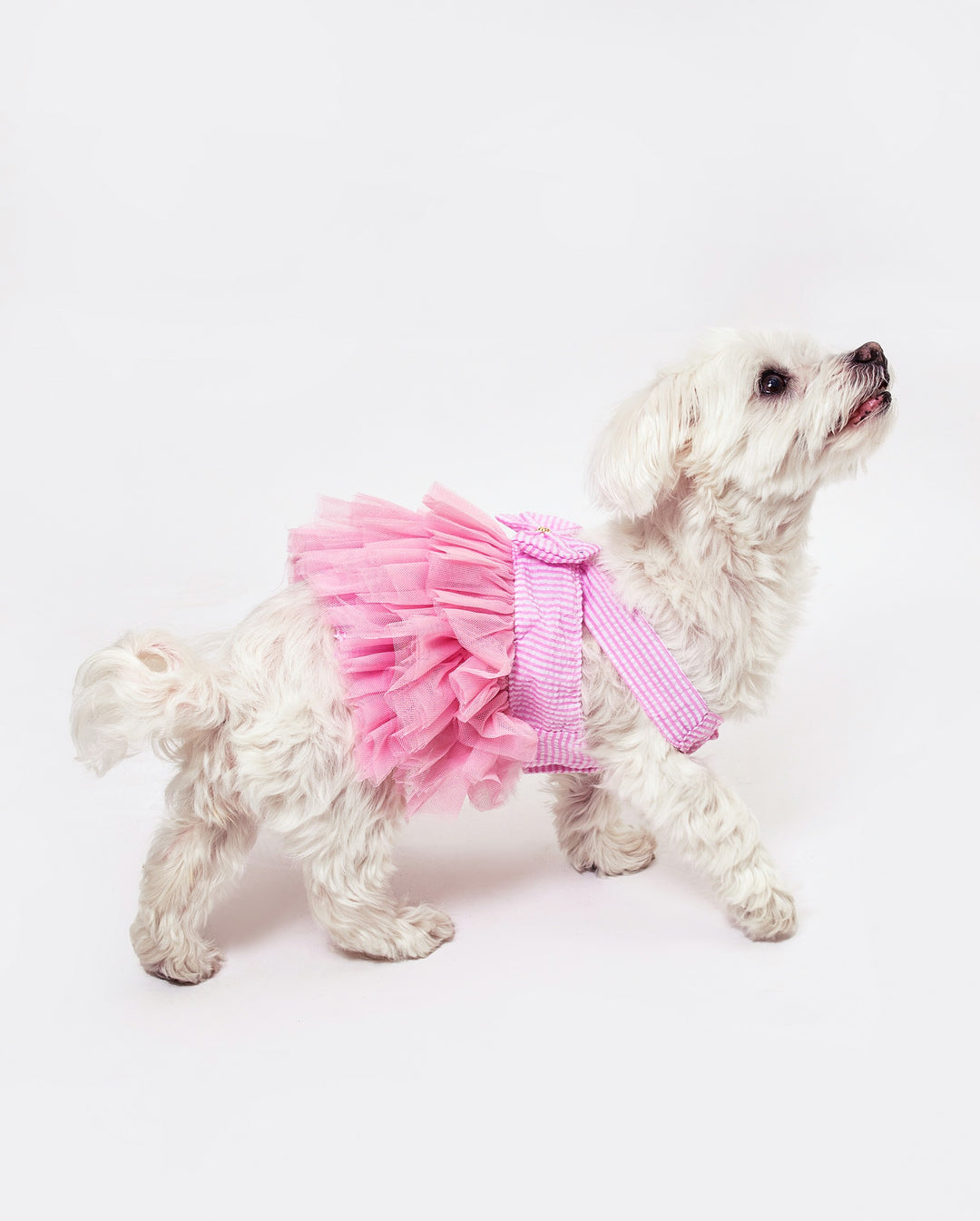 Dog Custom Summer Tutu Dress