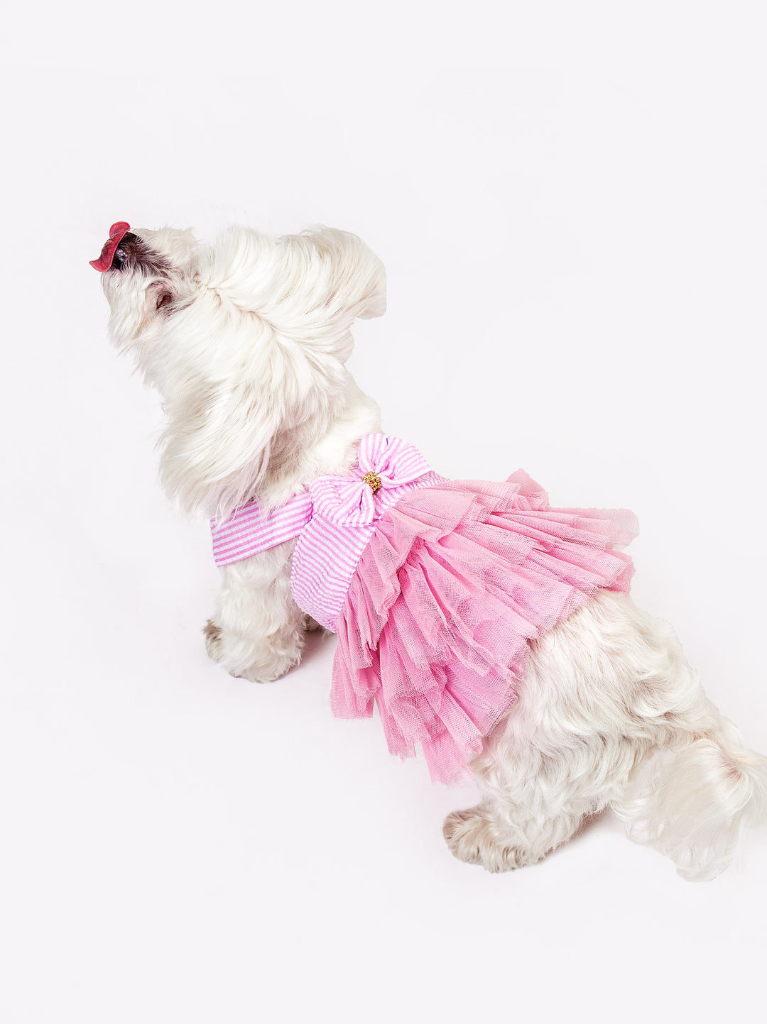 Dog Custom Summer Tutu Dress