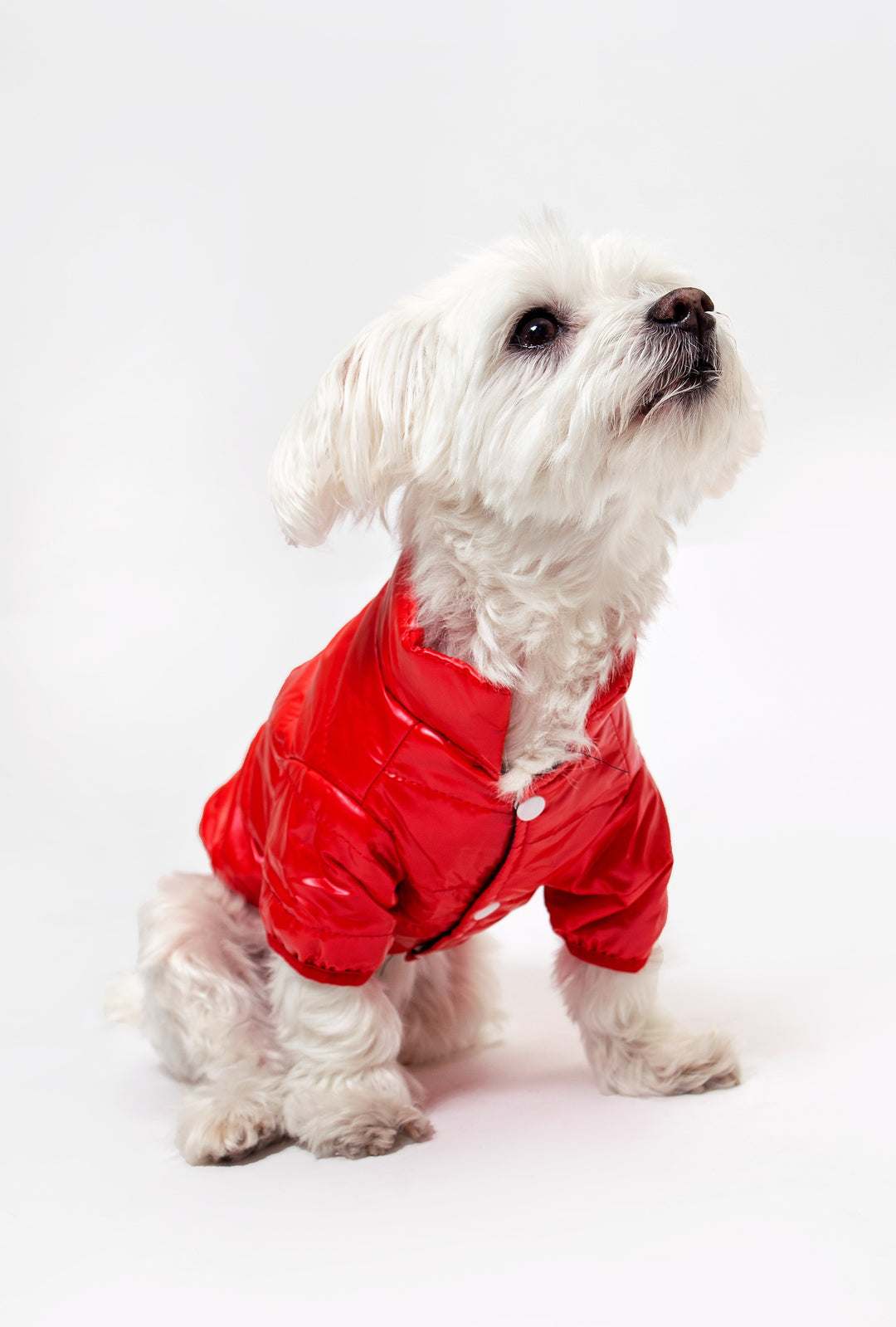 Custom Waterproof Dog Vest