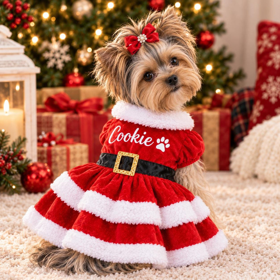 A small dog wearing a red and white Christmas-themed outfit with the name "Cookie" on it, sitting on a carpet in front of a Christmas tree.
