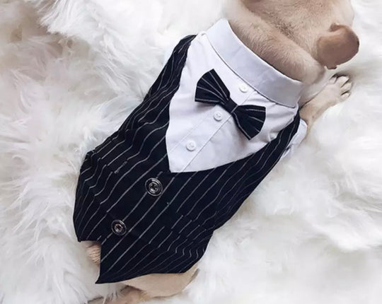 Custom Gentleman Dog Suit